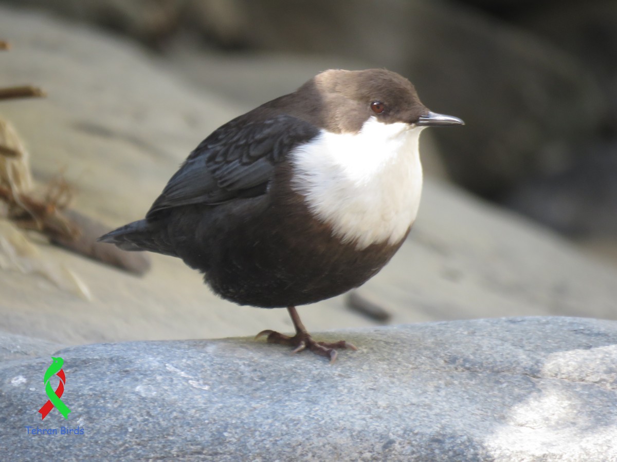 White-throated Dipper - ML643589944