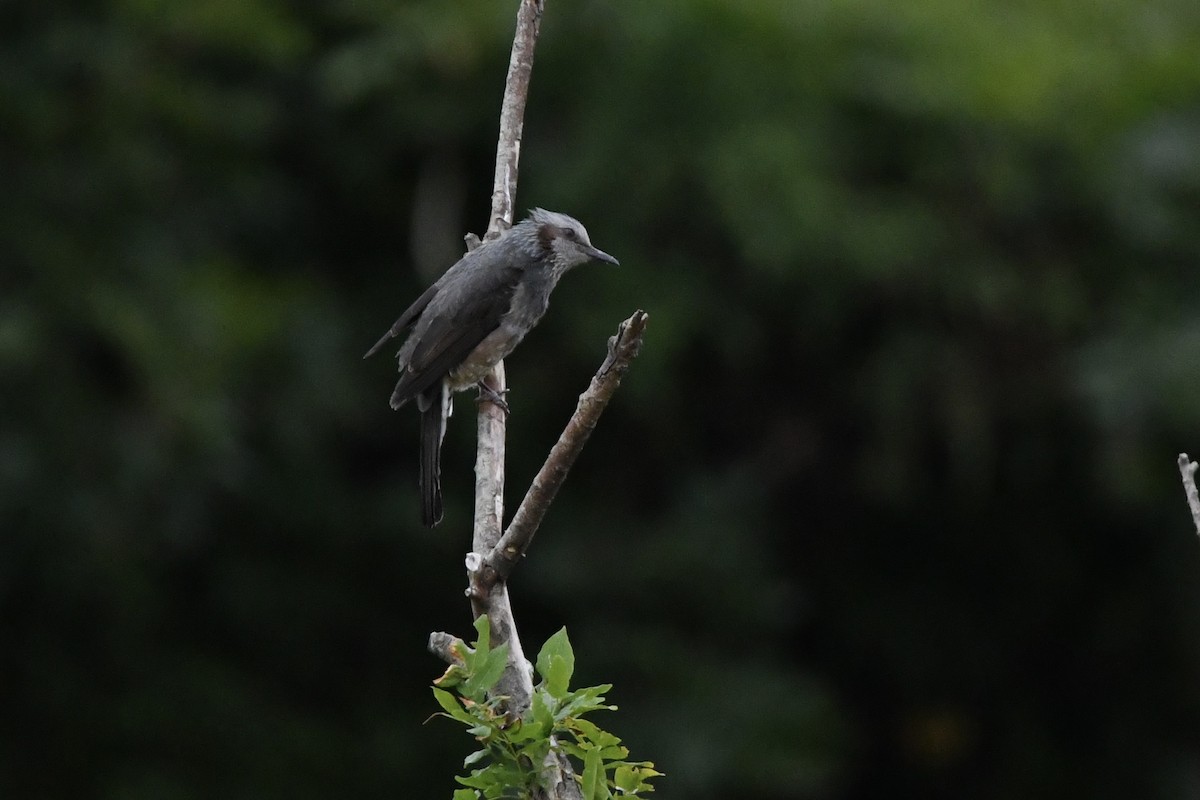 Brown-eared Bulbul - ML643589946