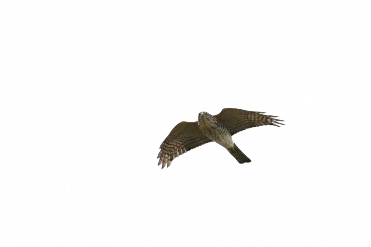 Japanese Sparrowhawk - ML643589950