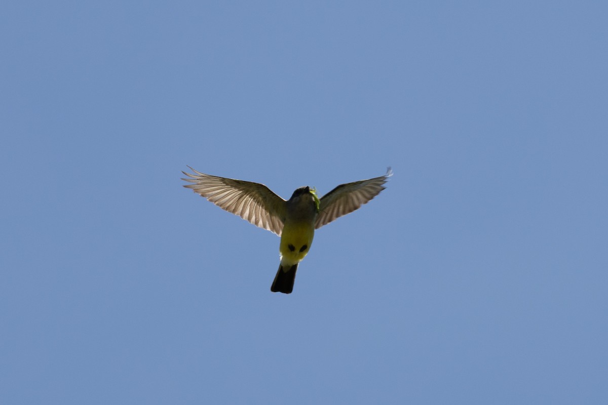 Western Kingbird - ML643589956
