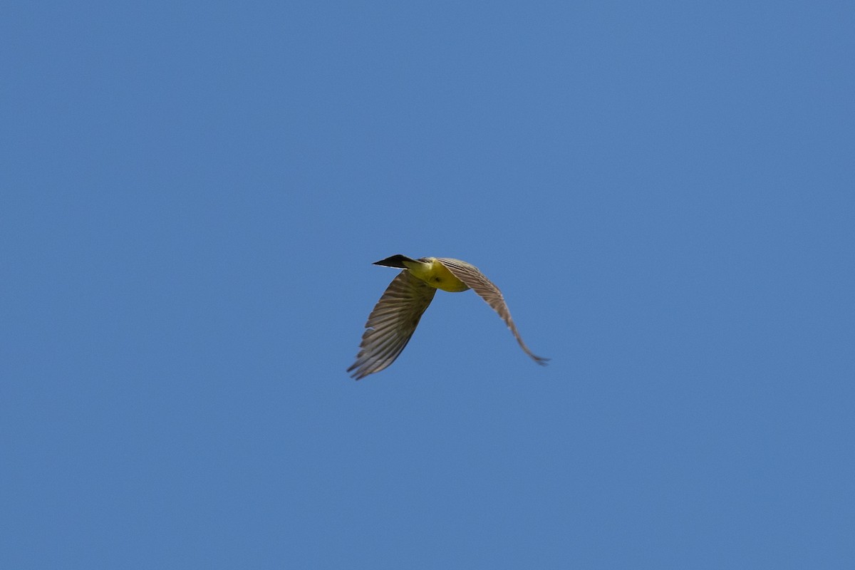 Western Kingbird - ML643589961