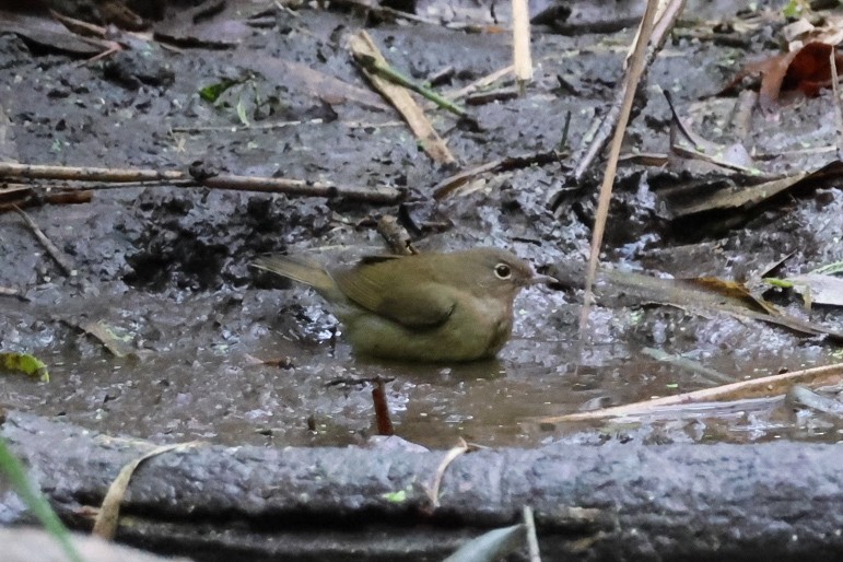Connecticut Warbler - ML643589962