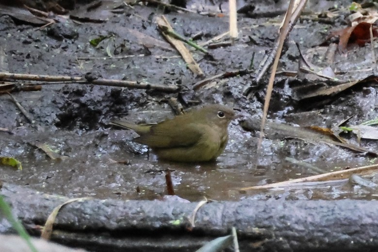Connecticut Warbler - ML643589964