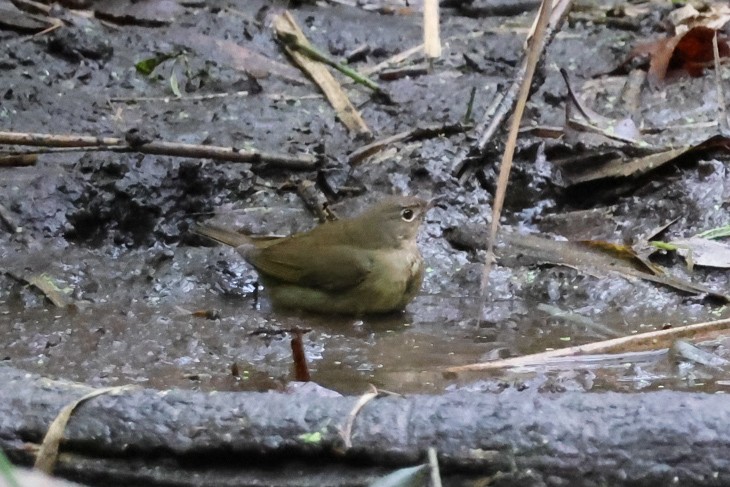 Connecticut Warbler - ML643589965