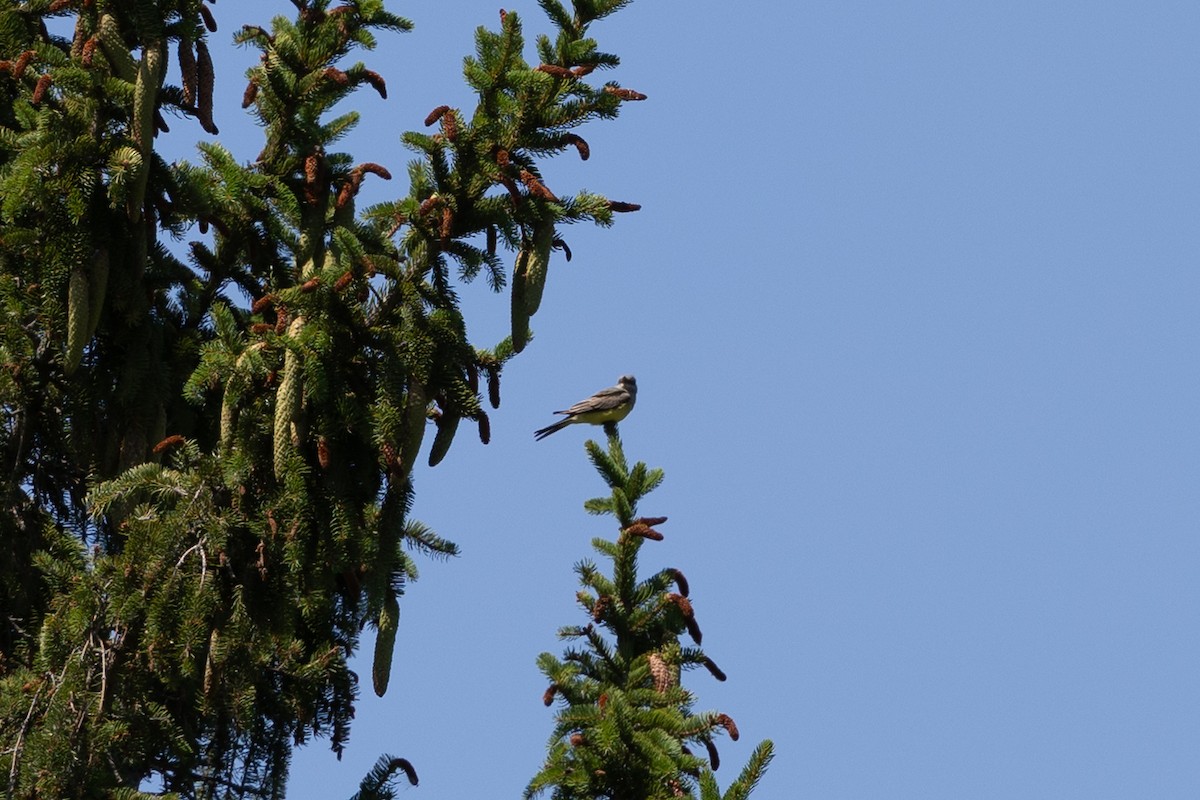 Western Kingbird - ML643589966