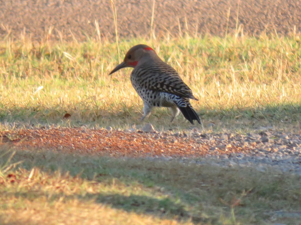 Northern Flicker (Yellow-shafted x Red-shafted) - ML643589967