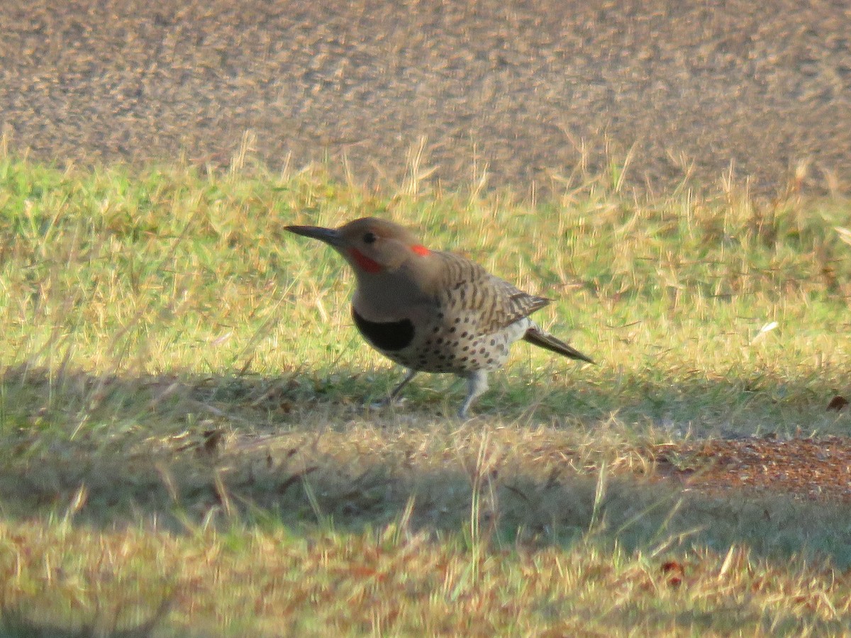 Northern Flicker (Yellow-shafted x Red-shafted) - ML643589968