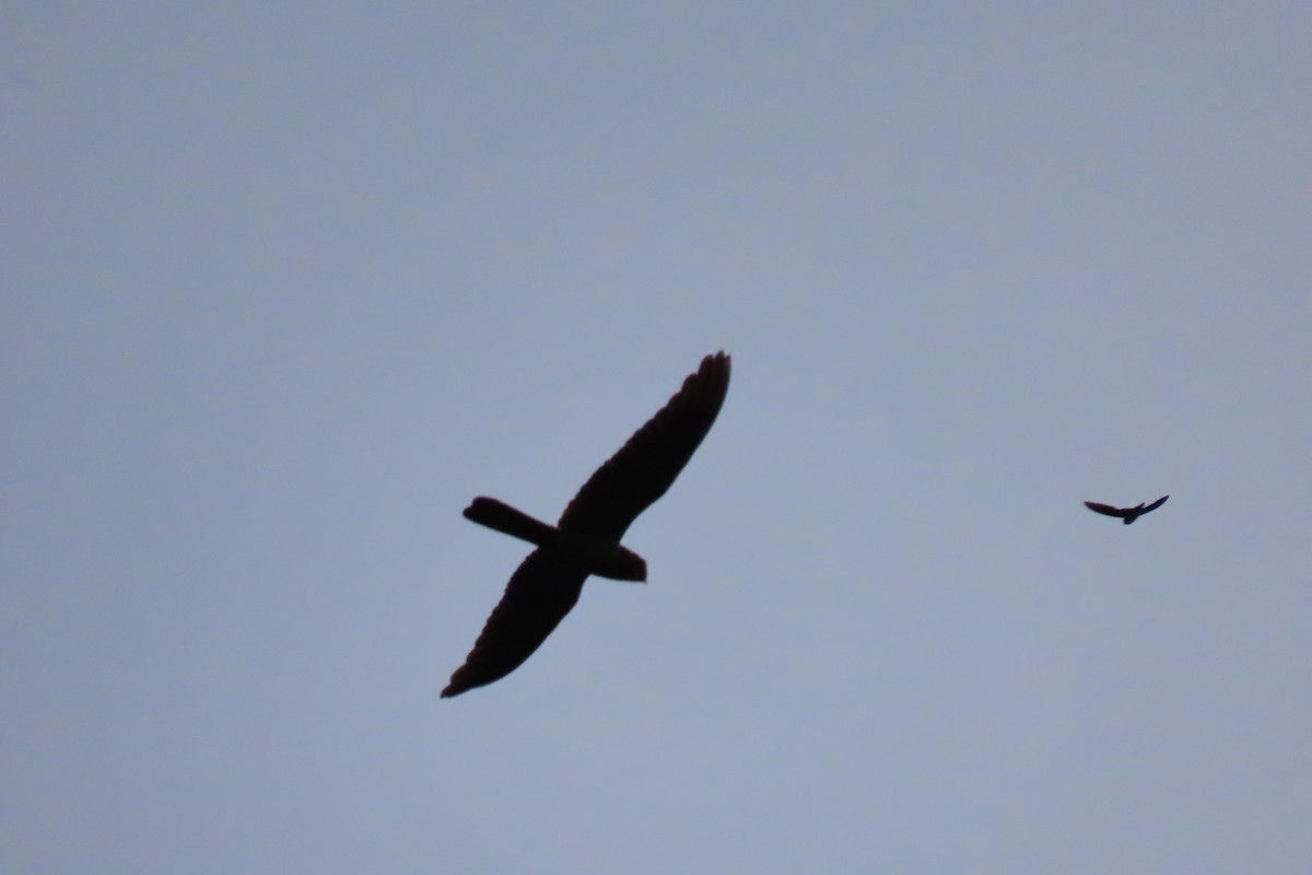 Great Eared-Nightjar - ML643589971