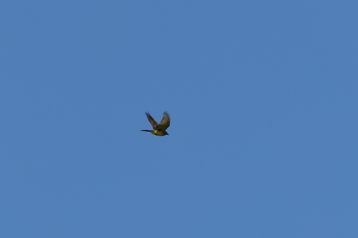 Western Kingbird - ML643589972