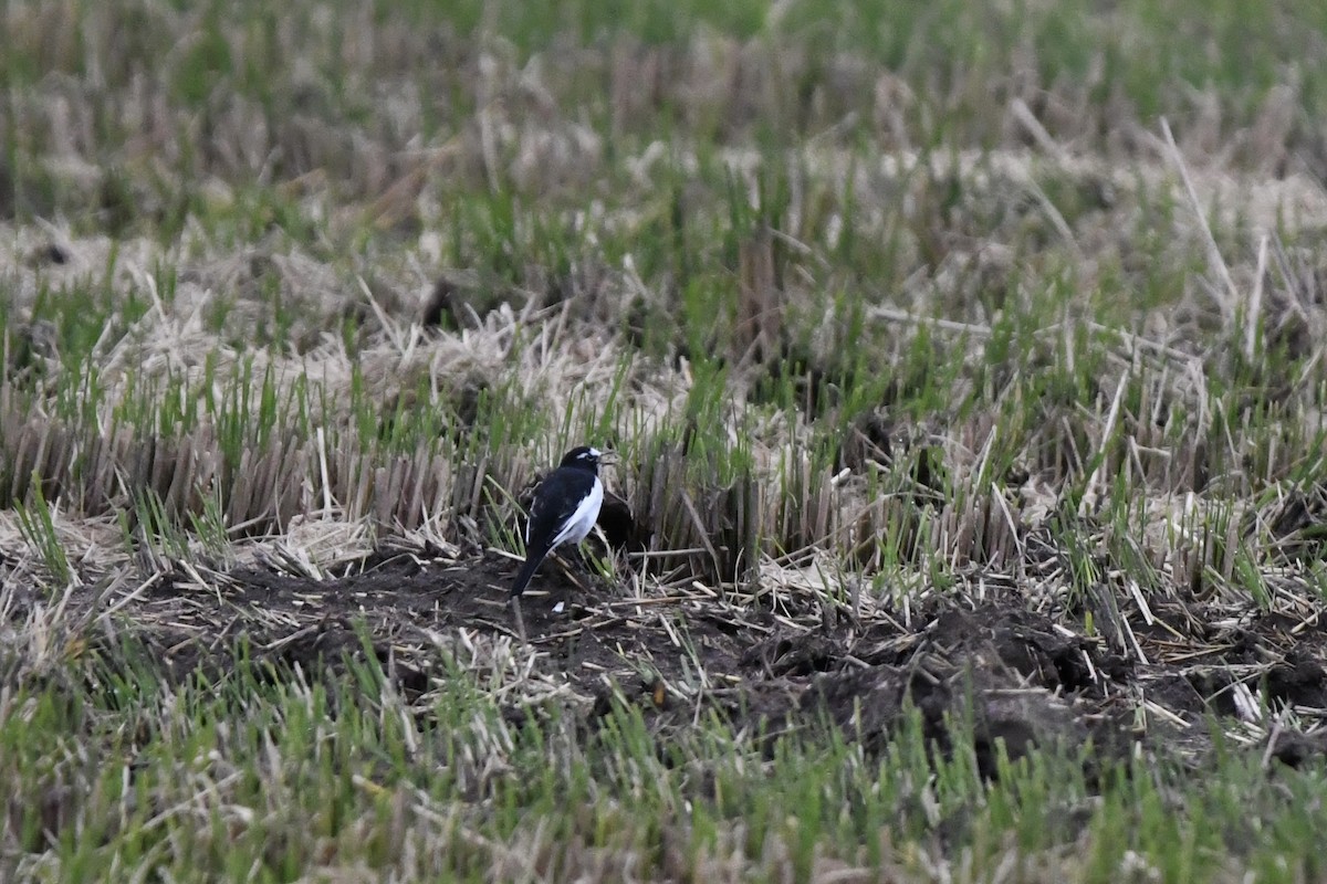 Japanese Wagtail - ML643589979