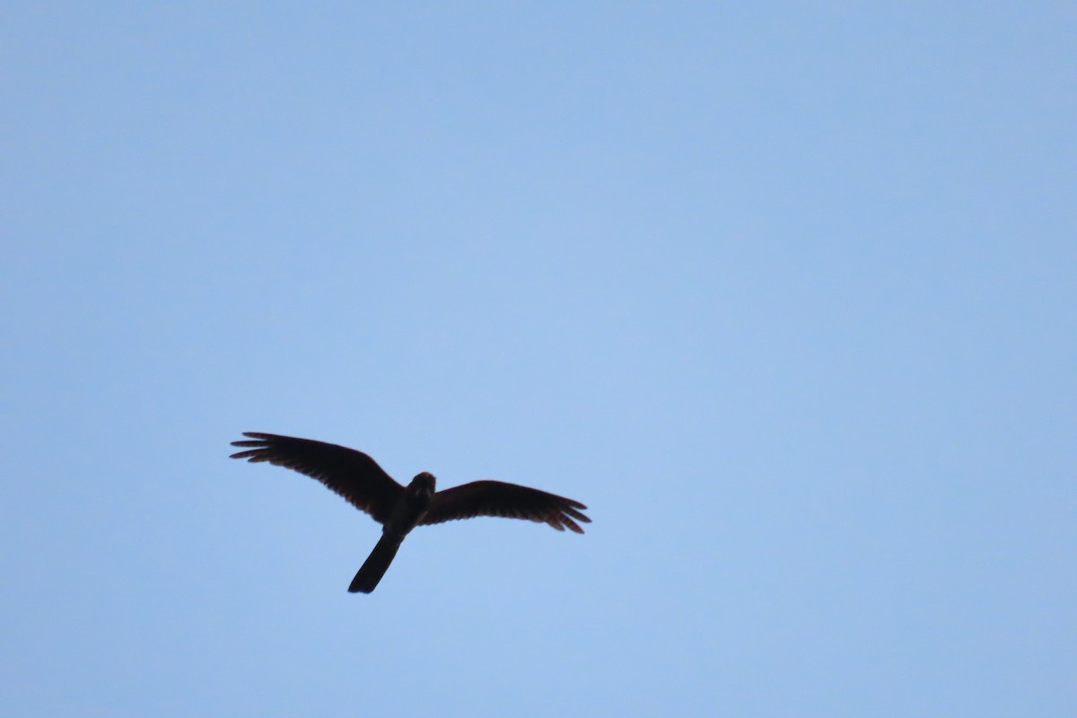 Great Eared-Nightjar - ML643589980