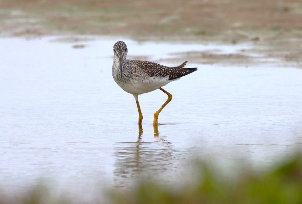 Greater Yellowlegs - ML643589991