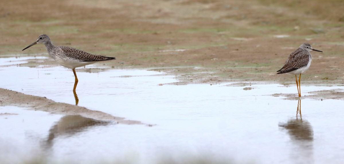 Greater Yellowlegs - ML643589992