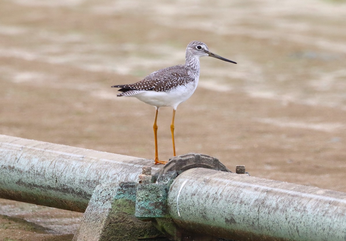 Greater Yellowlegs - ML643589993