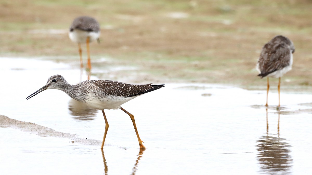 Greater Yellowlegs - ML643589994
