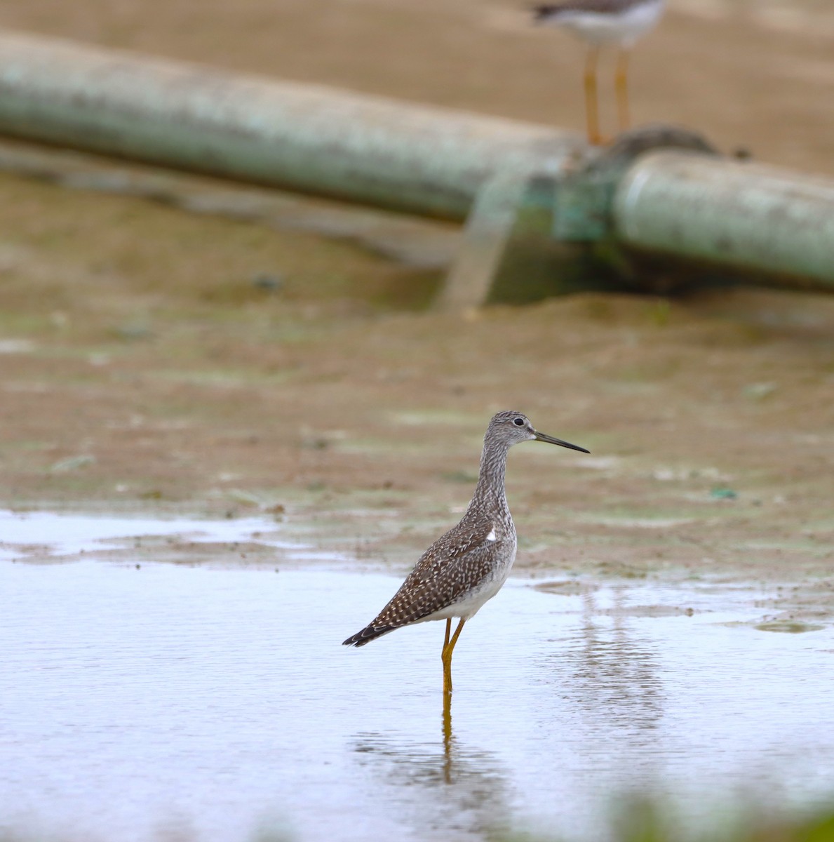 Greater Yellowlegs - ML643589995