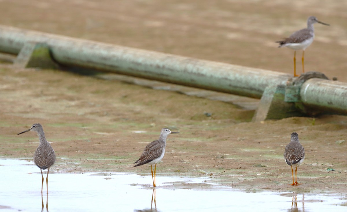 Greater Yellowlegs - ML643589996