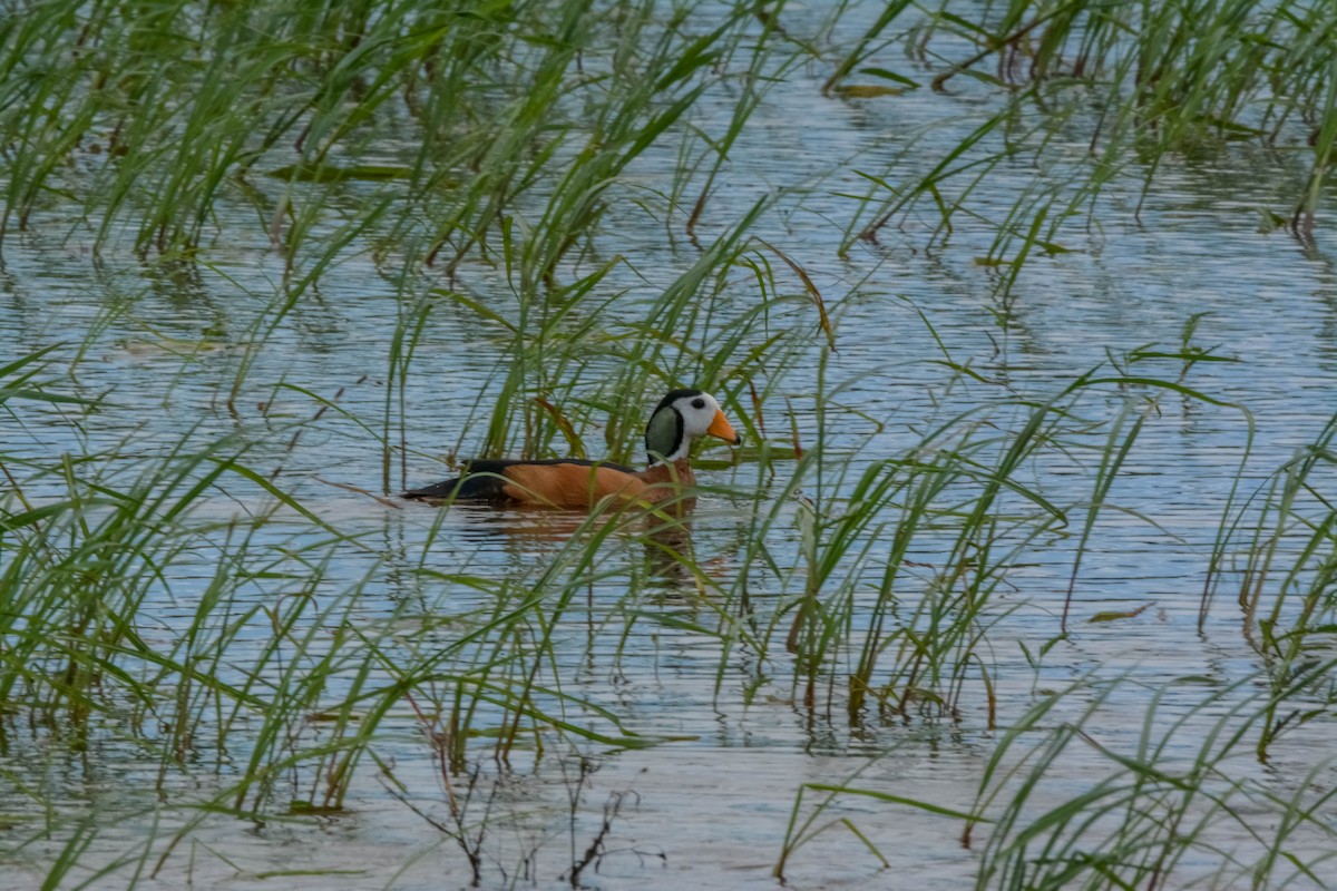 African Pygmy-Goose - ML643590005