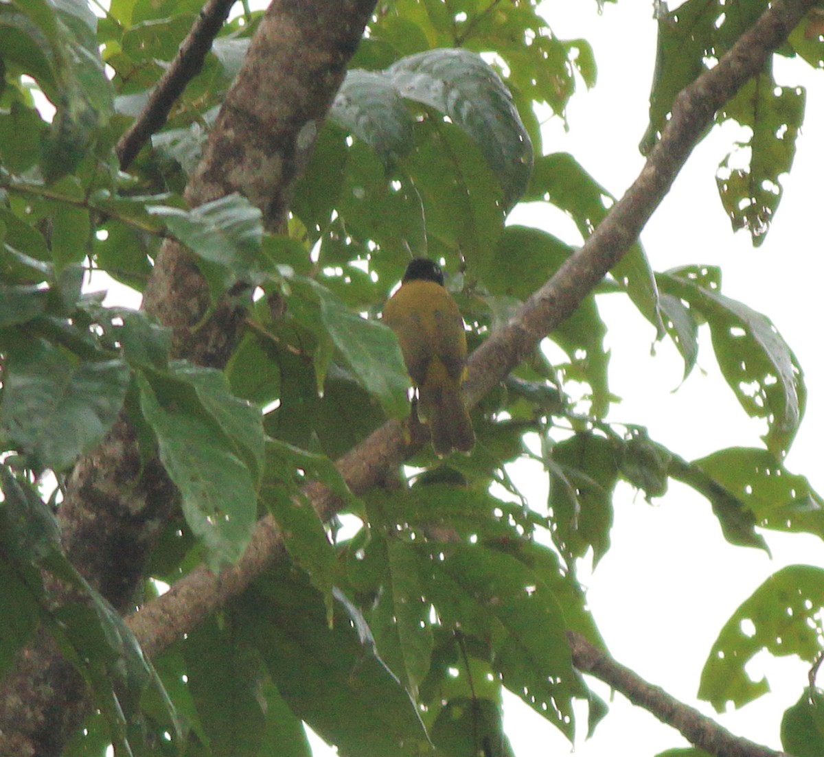 Flame-throated Bulbul - ML643590011