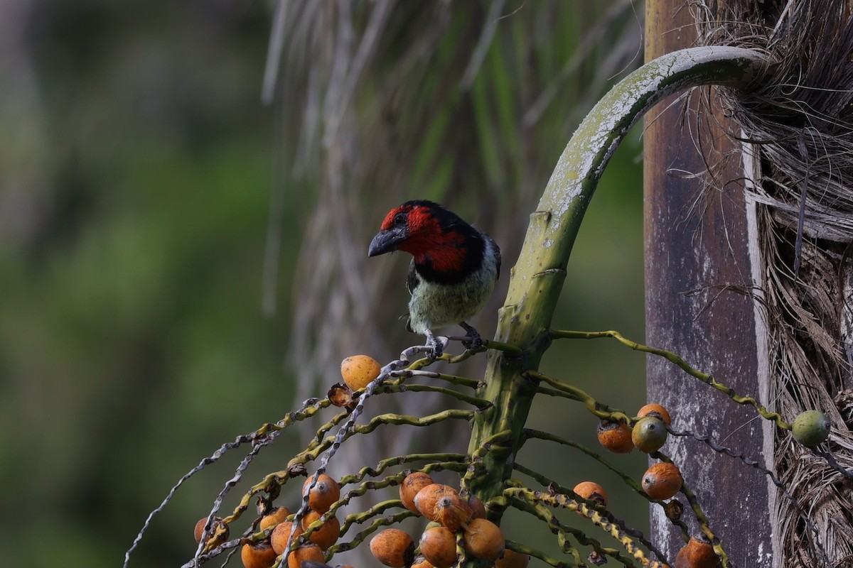 Black-collared Barbet - ML643590013