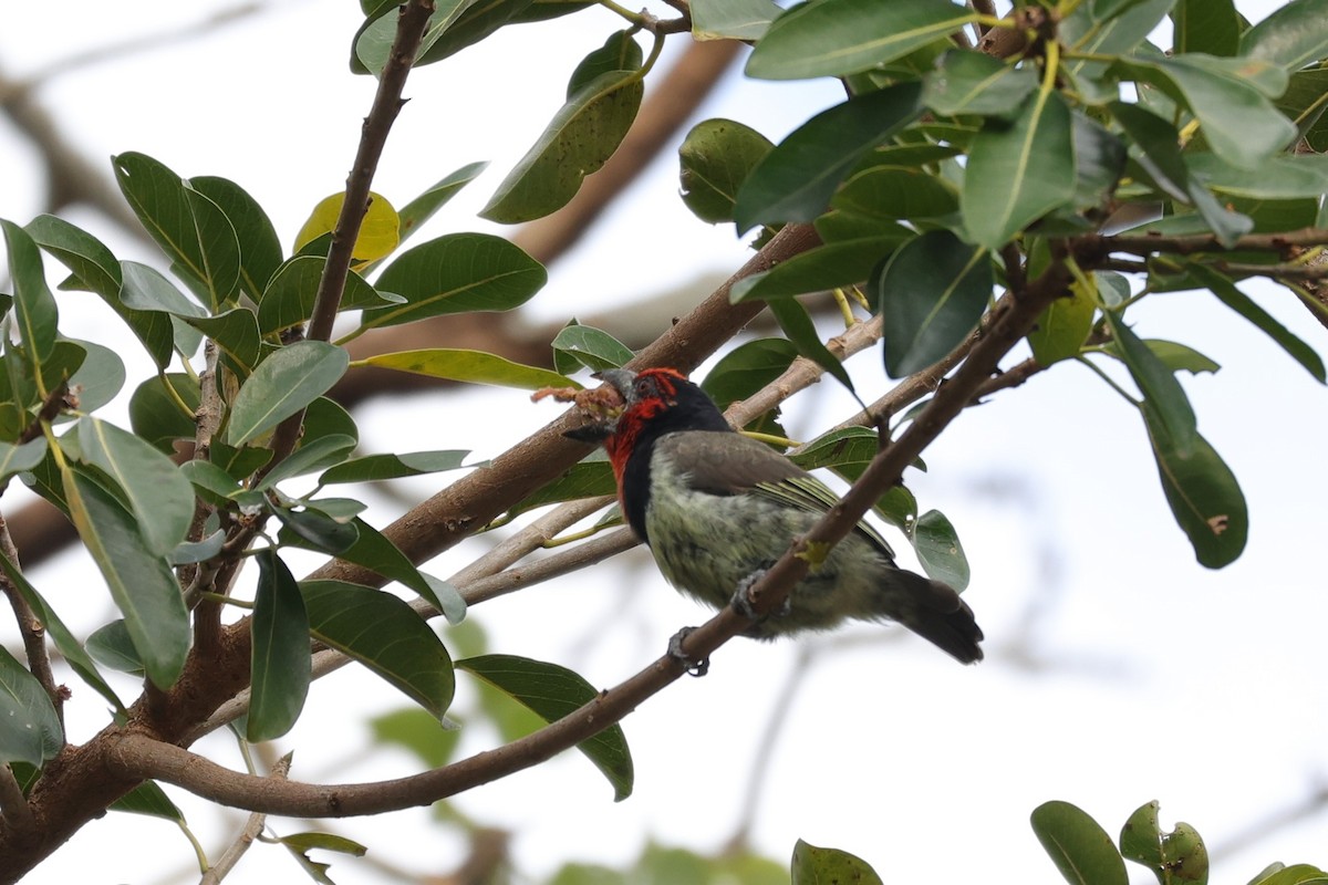 Black-collared Barbet - ML643590014