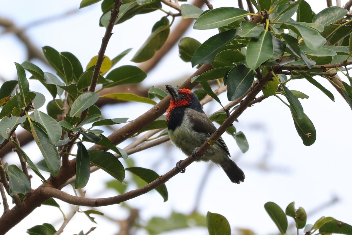 Black-collared Barbet - ML643590015
