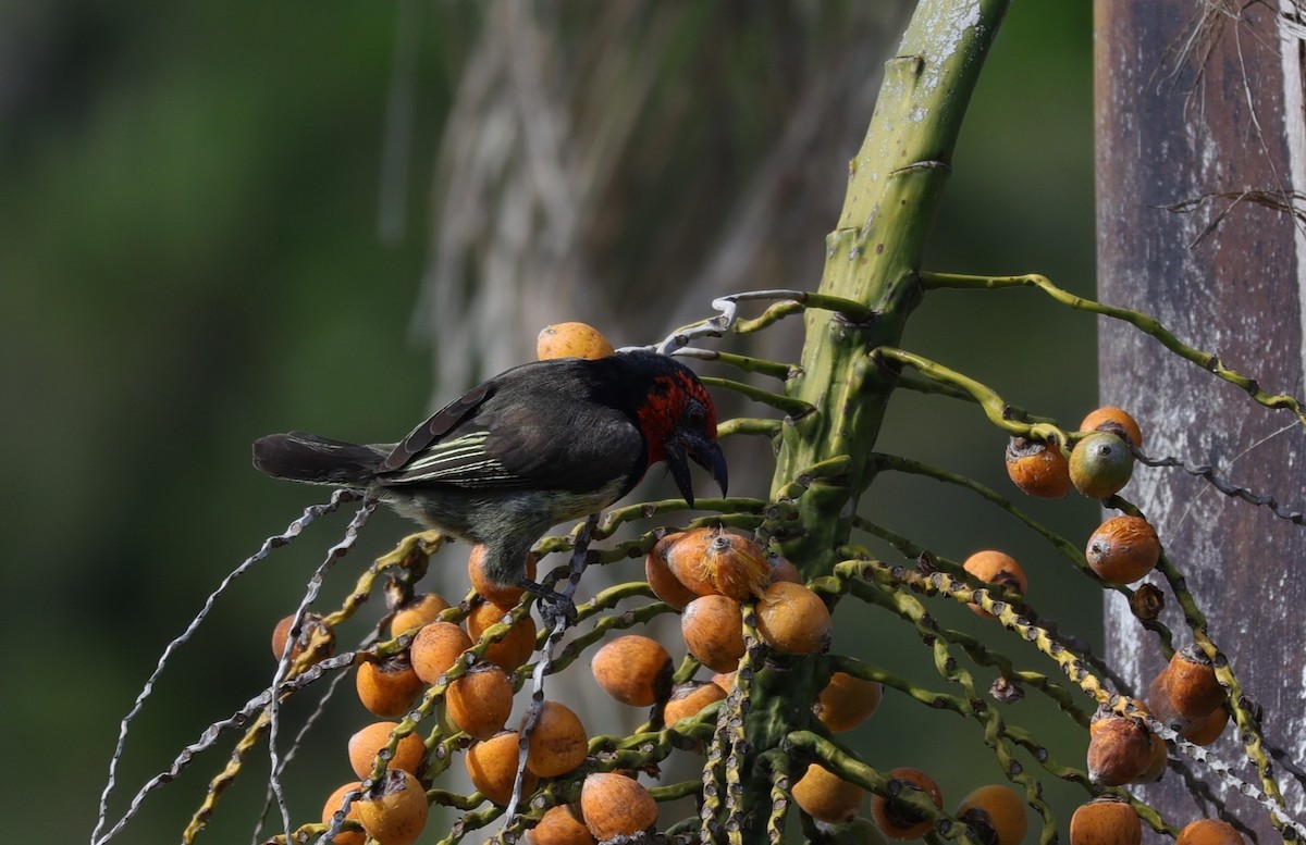 Black-collared Barbet - ML643590016