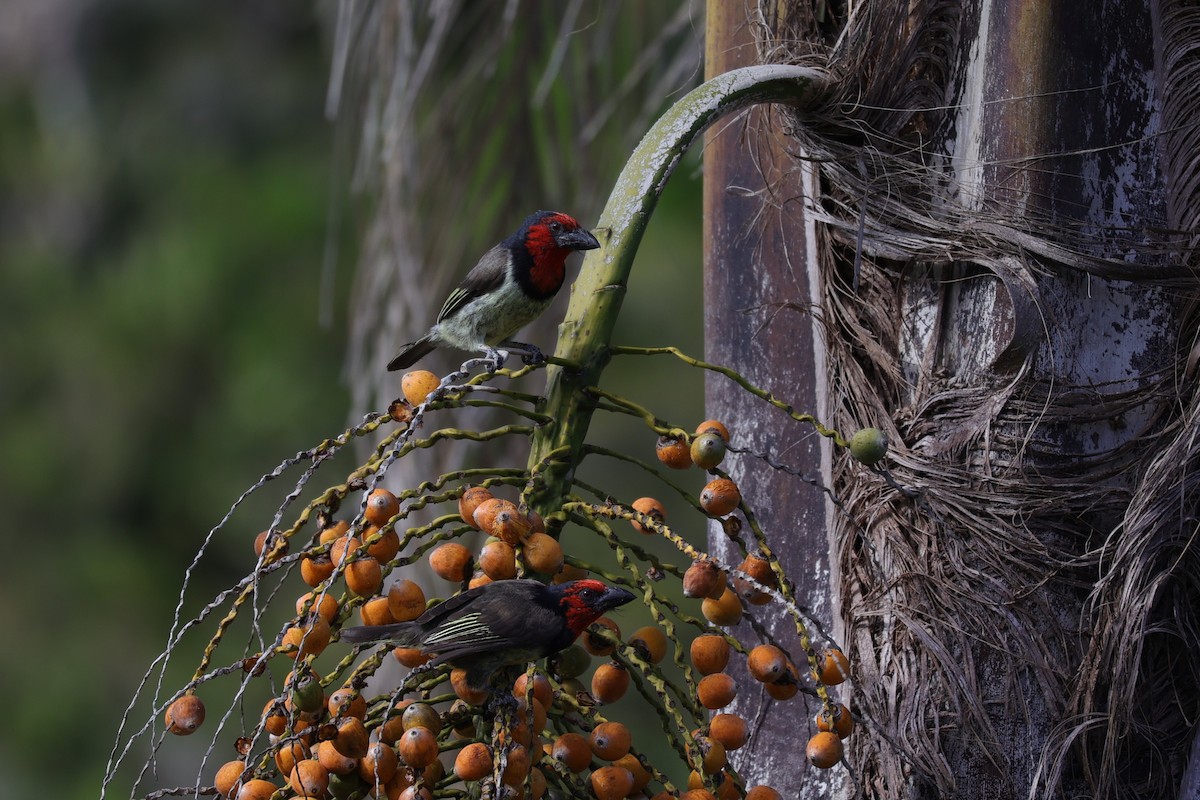 Black-collared Barbet - ML643590017