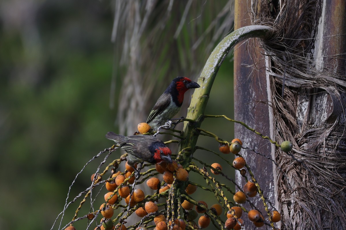Black-collared Barbet - ML643590018