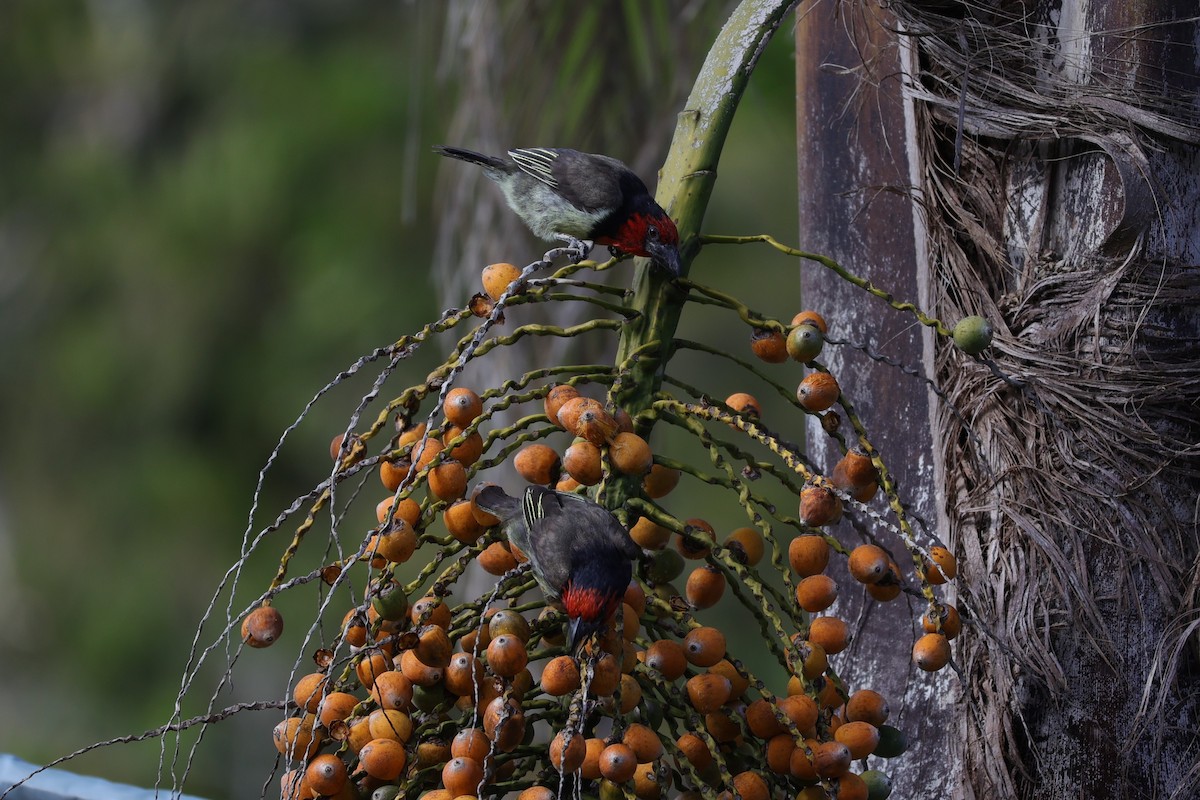 Black-collared Barbet - ML643590019