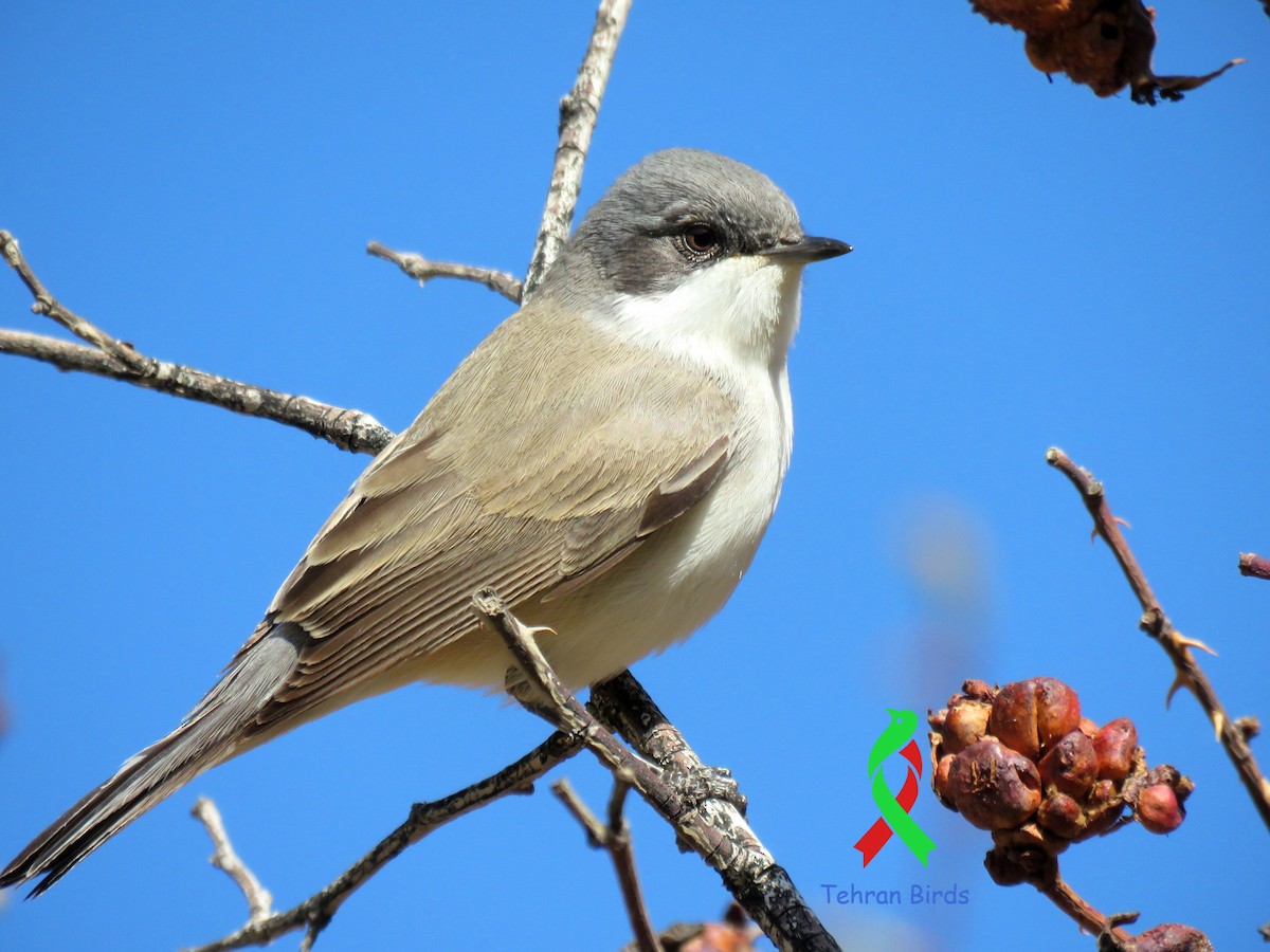 møller (curruca/blythi/halimodendri) - ML643590024