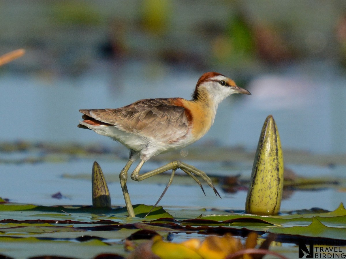 Lesser Jacana - ML643590025