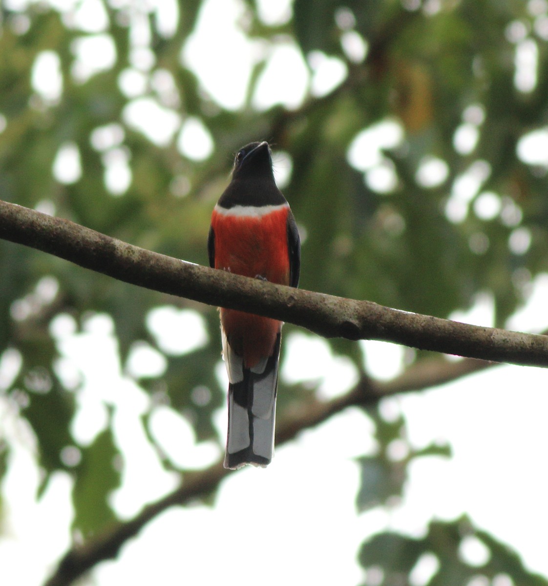 Malabar Trogon - ML643590027