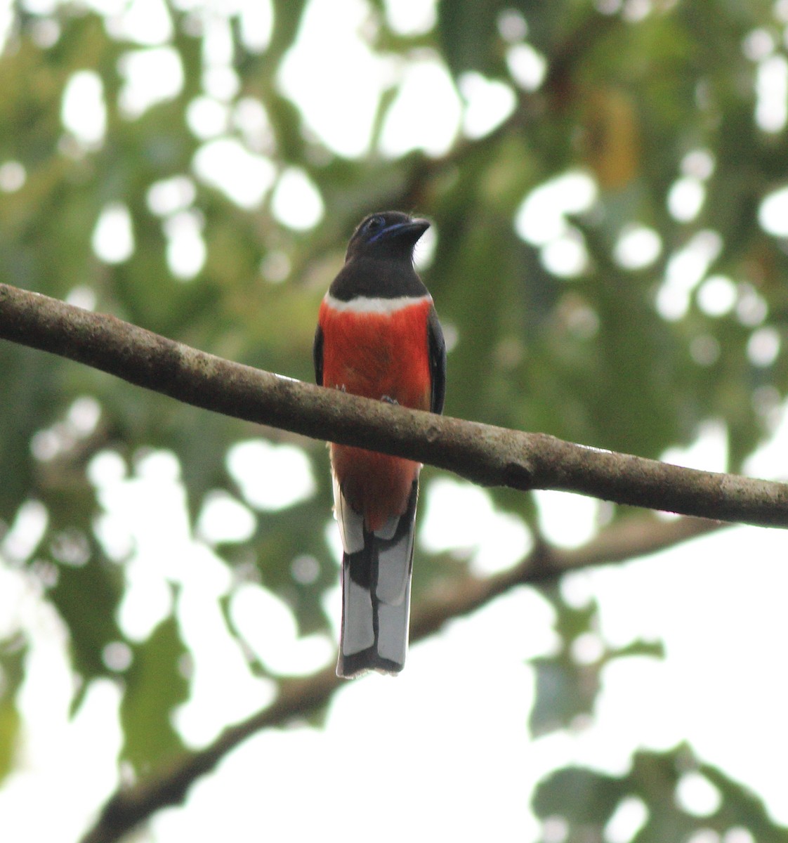 Malabar Trogon - ML643590028