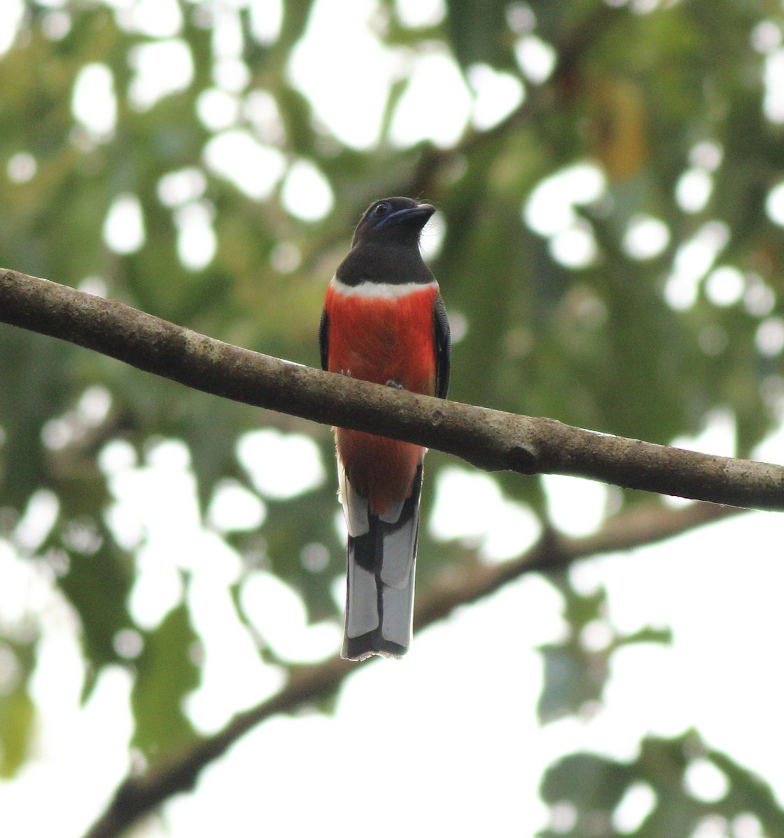 Malabar Trogon - ML643590030