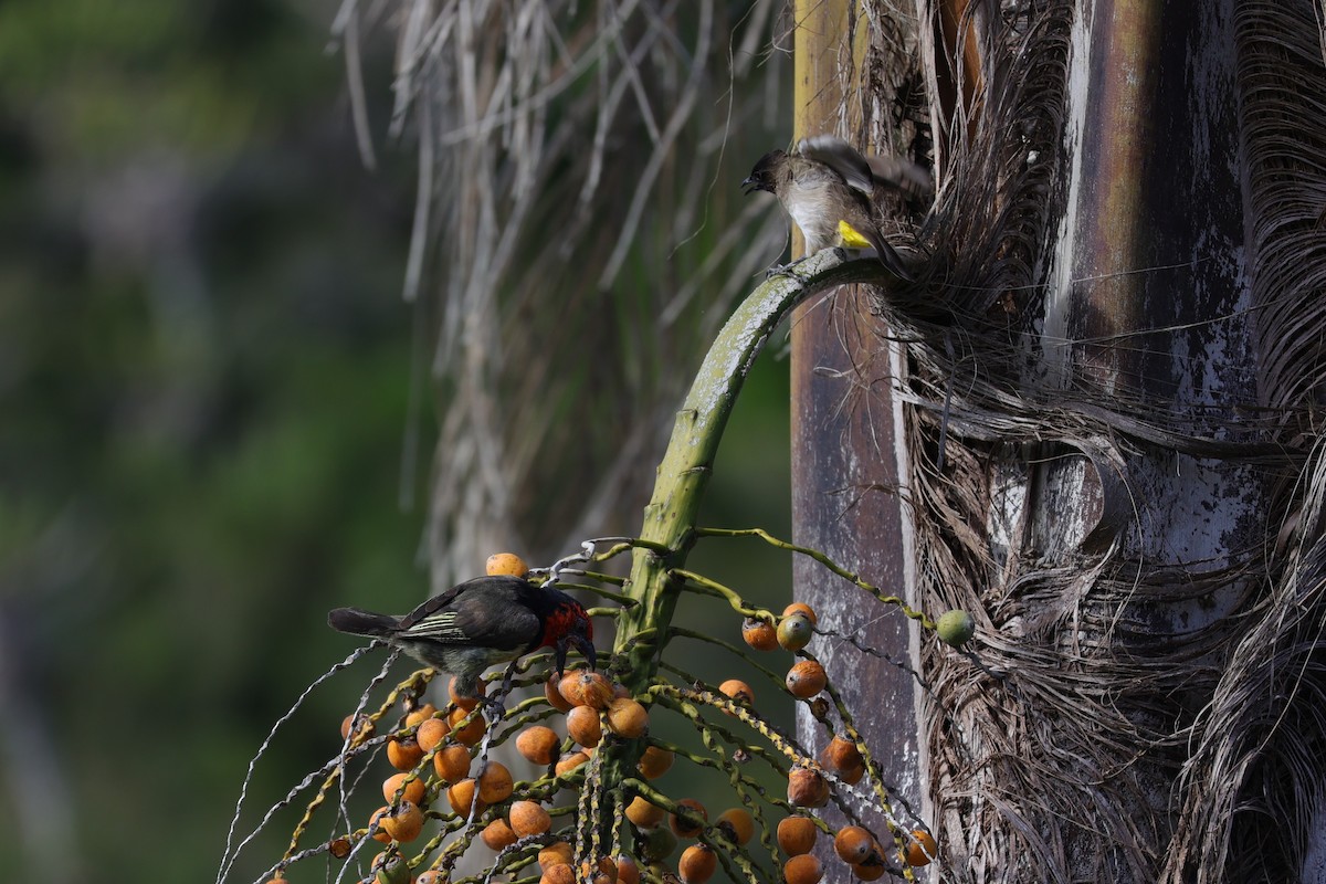 Black-collared Barbet - ML643590033