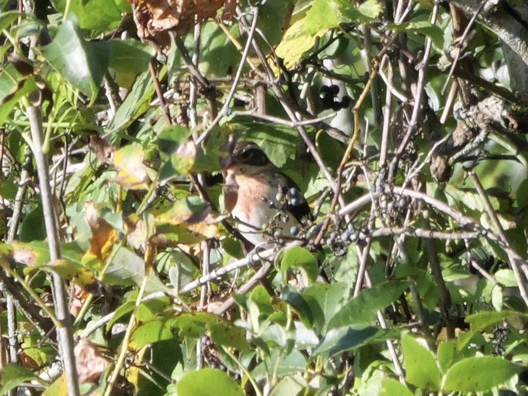 Rose-breasted Grosbeak - ML643590036