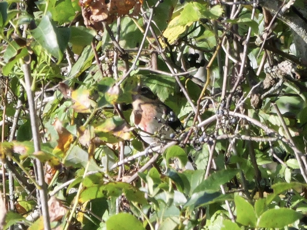 Rose-breasted Grosbeak - ML643590037