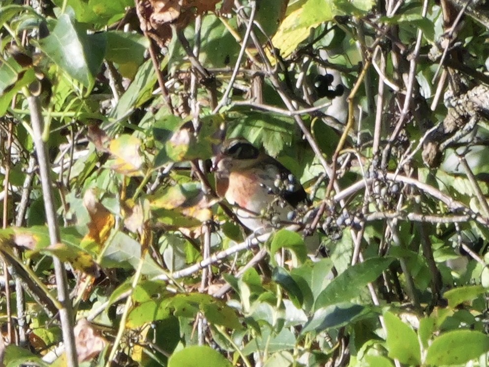 Rose-breasted Grosbeak - ML643590038