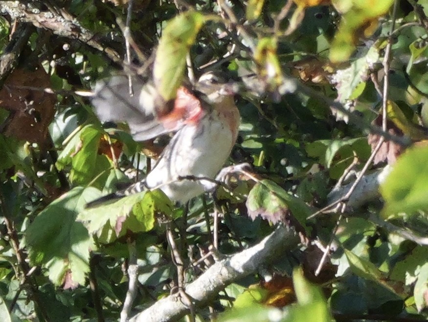 Rose-breasted Grosbeak - ML643590039