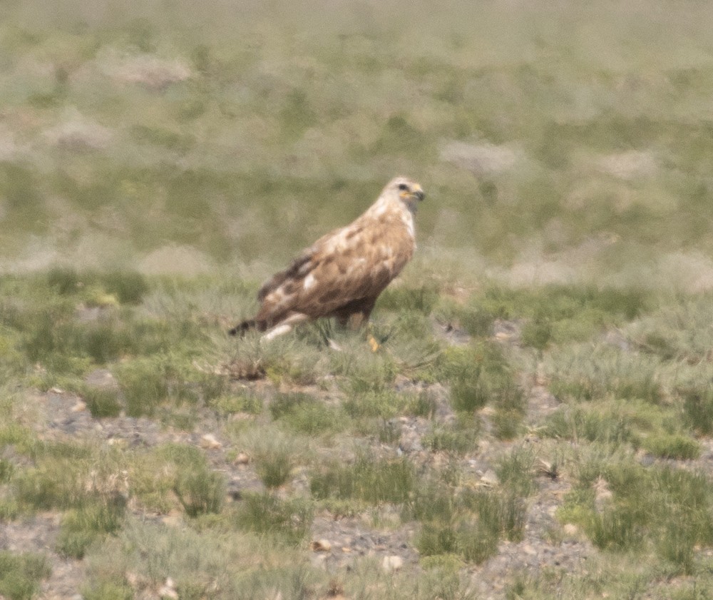 Zapelatz mongoliarra - ML643590042