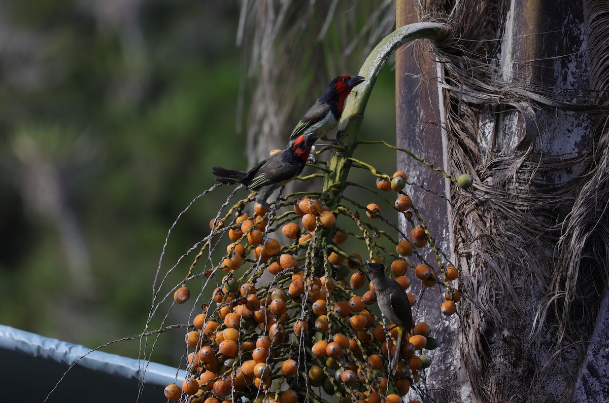 Black-collared Barbet - ML643590050