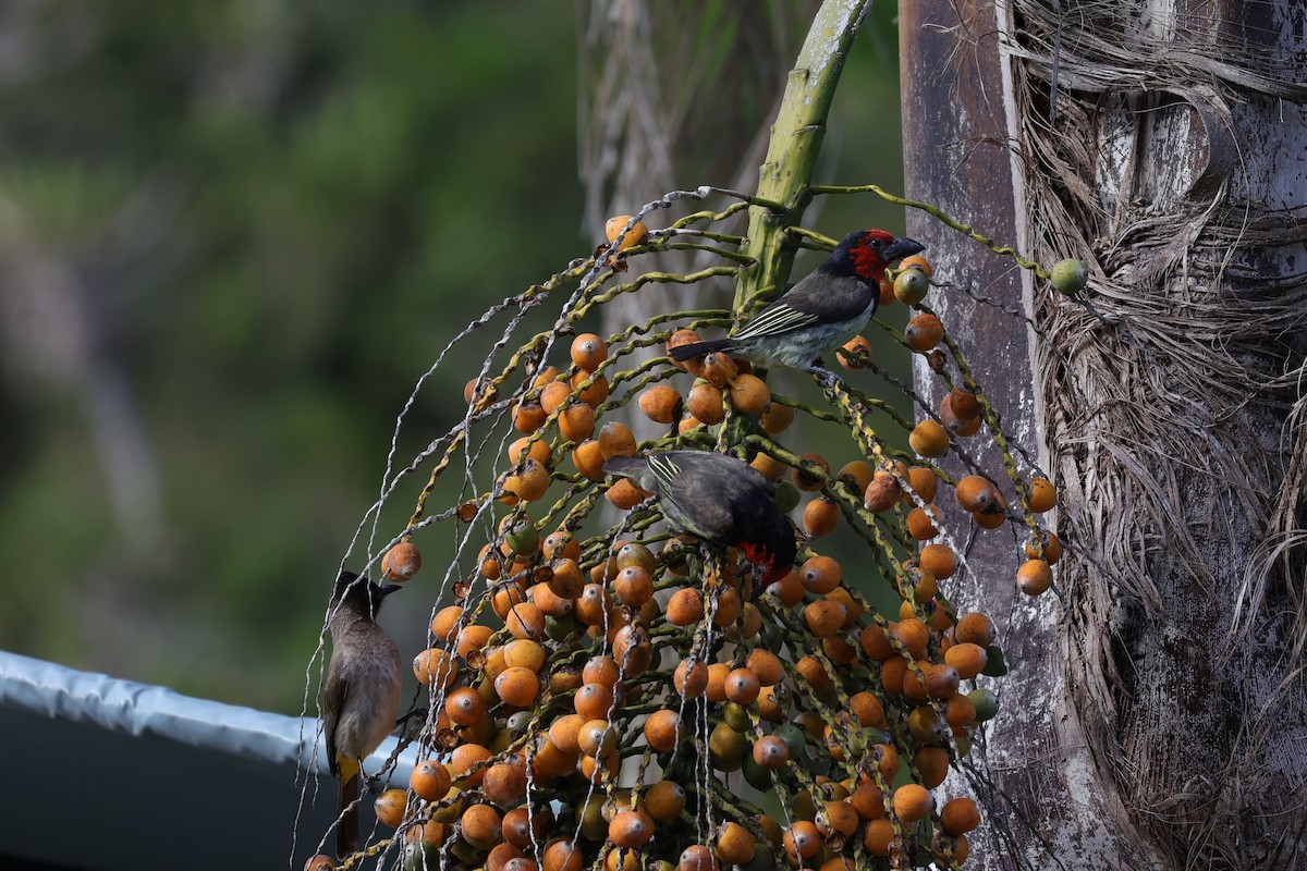 Black-collared Barbet - ML643590051