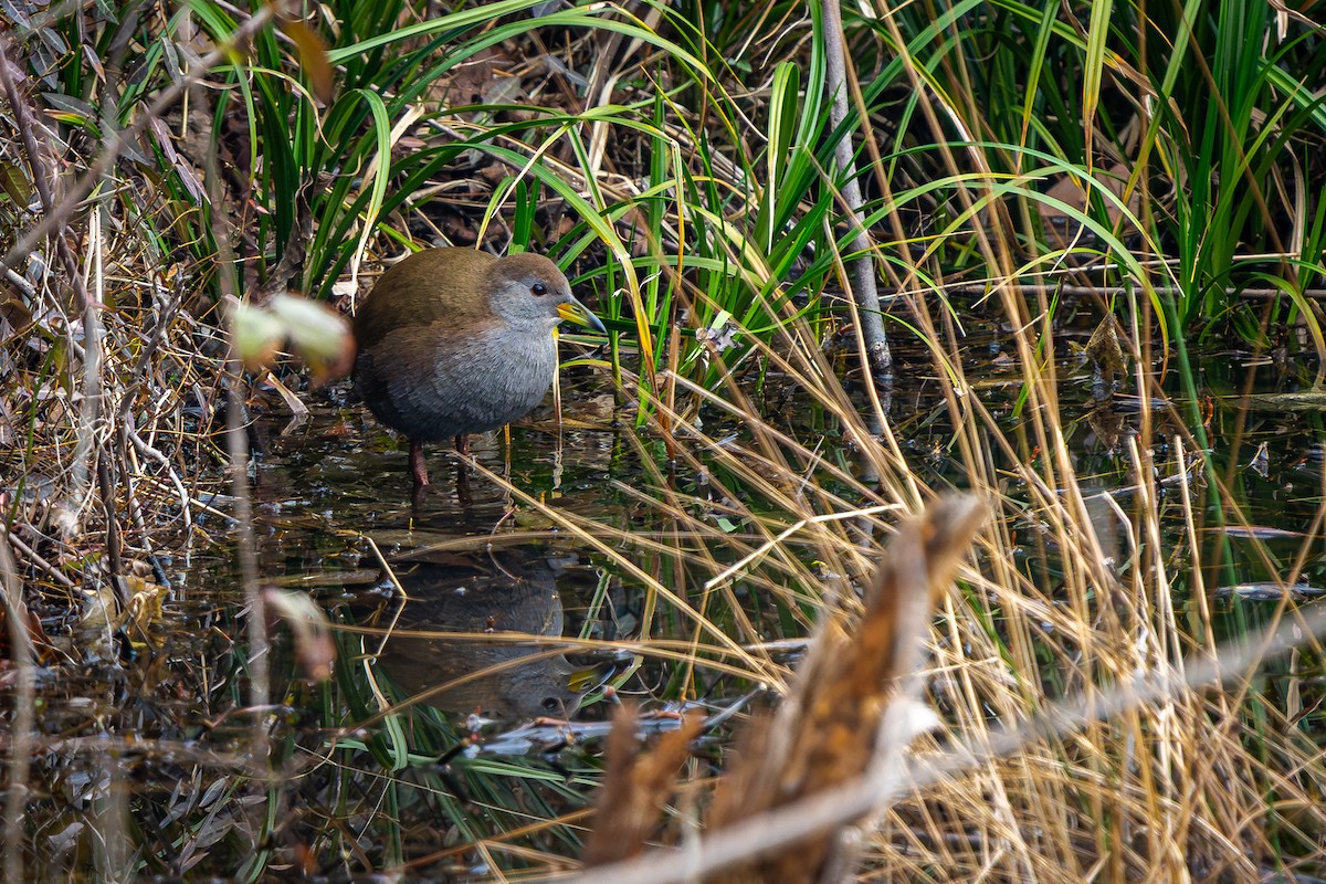 紅腳苦惡鳥 - ML643590052
