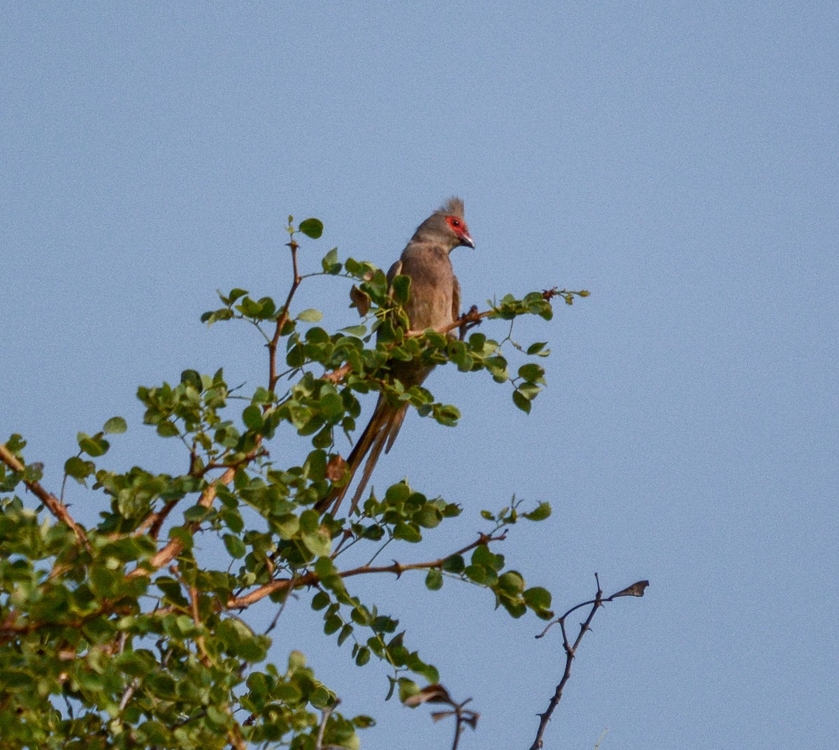Red-faced Mousebird - ML643590053
