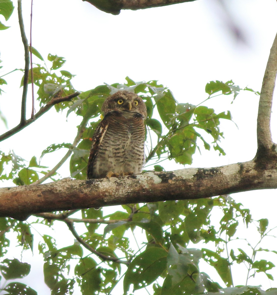 Jungle Owlet - ML643590060