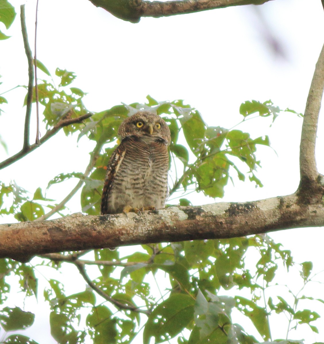 Jungle Owlet - ML643590061