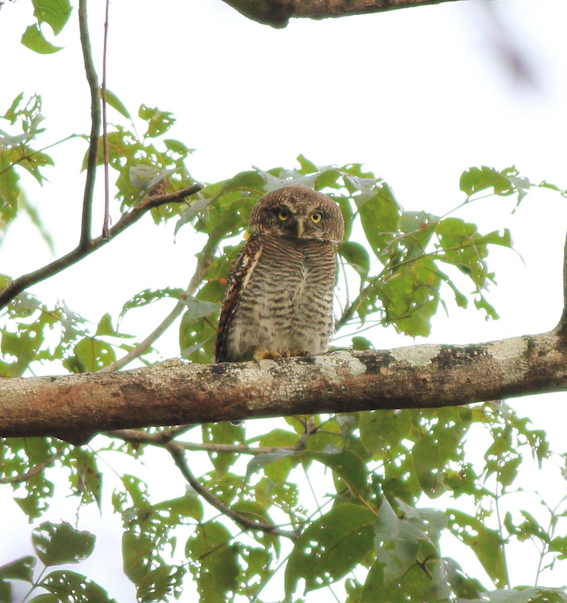 Jungle Owlet - ML643590062