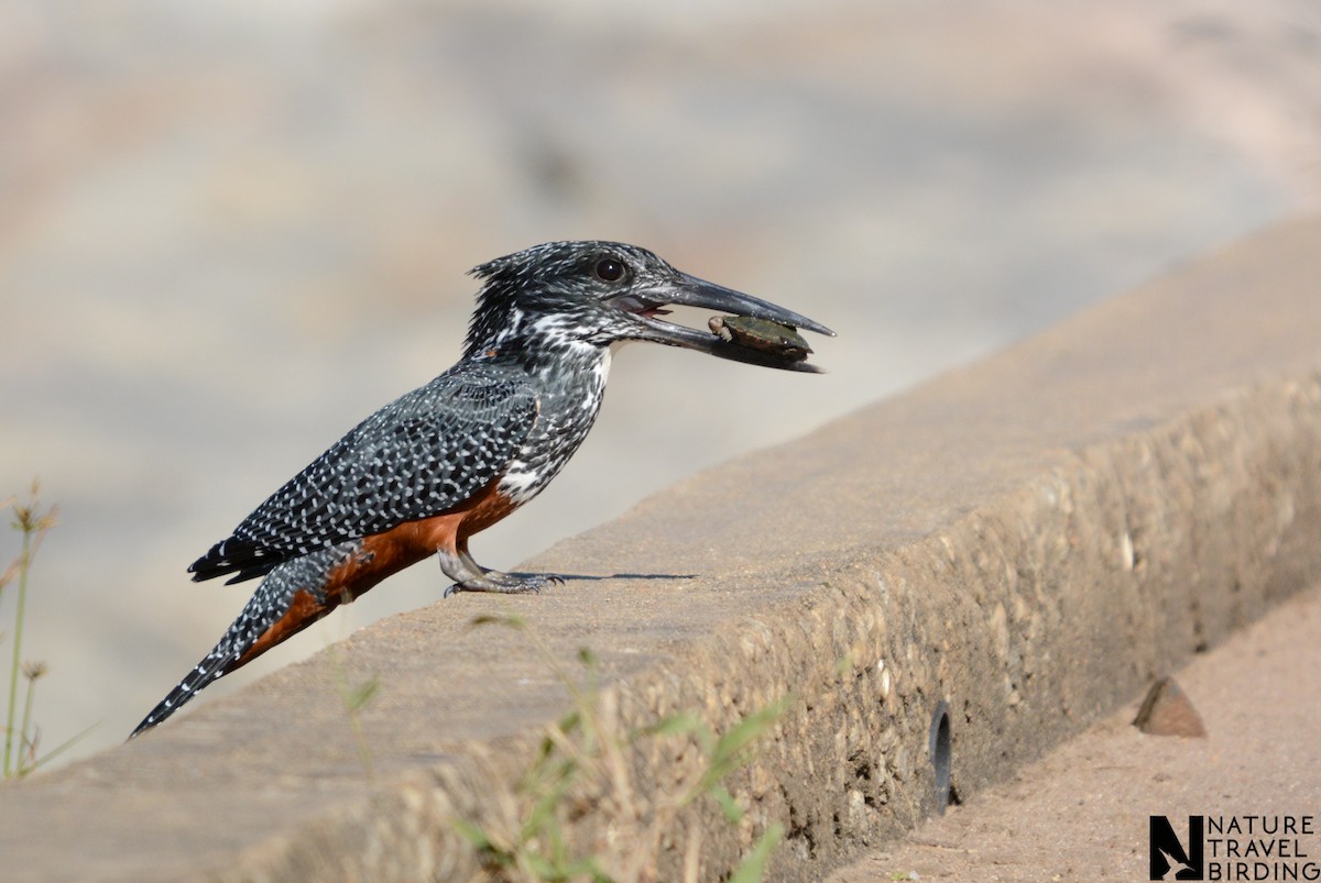 Giant Kingfisher - ML643590063