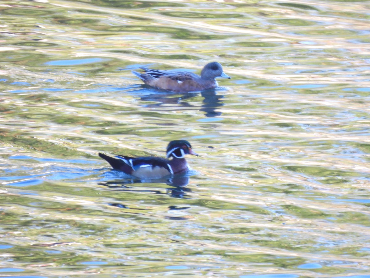 Canard d'Amérique - ML643590065